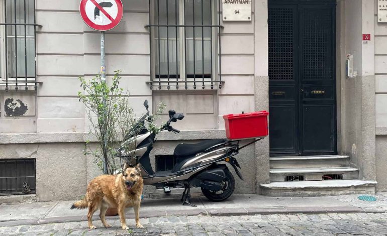 Türkische Opposition klagt gegen umstrittenes Straßenhundegesetz