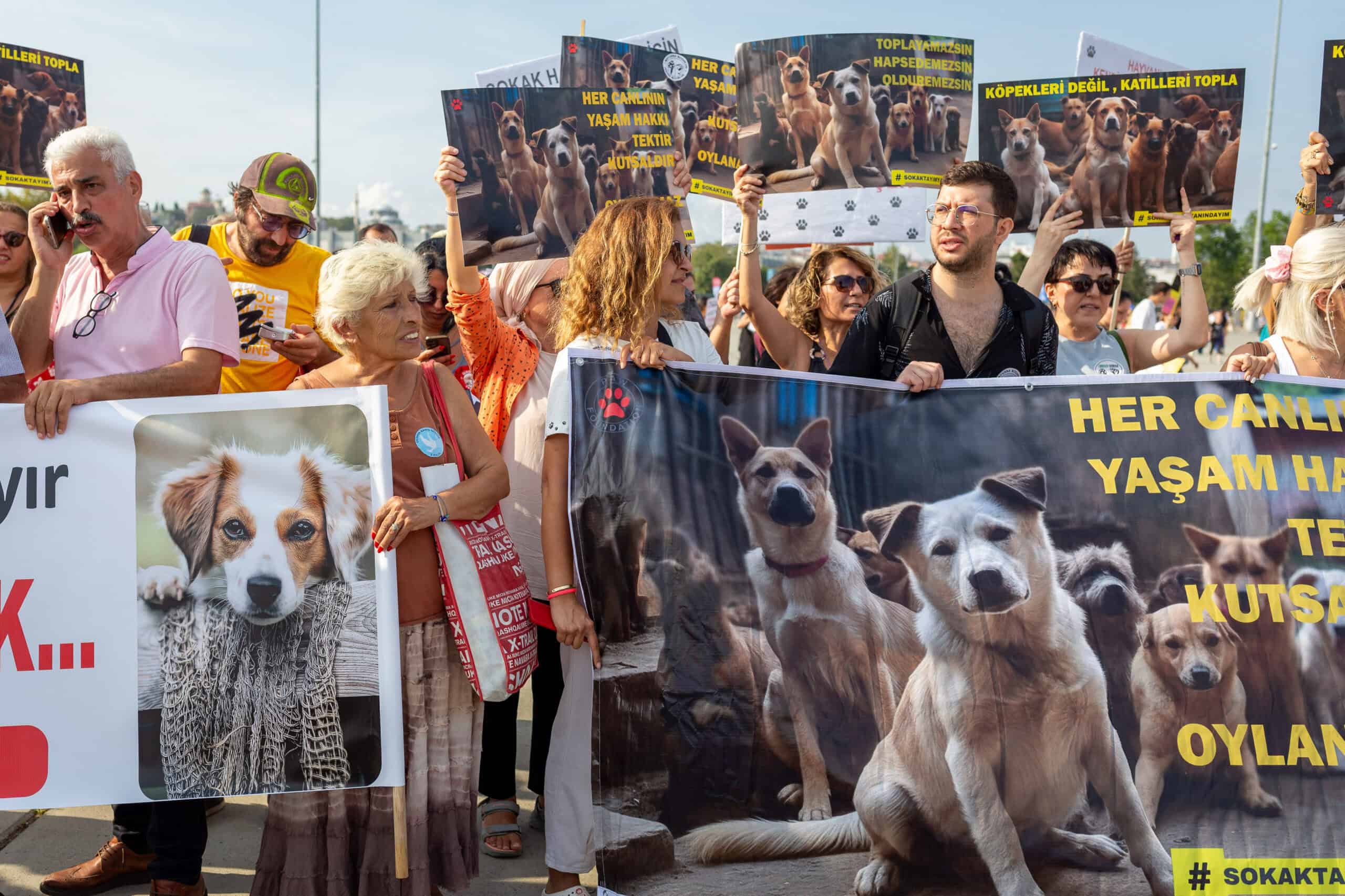 Neuer Skandal um Straßenhunde in der Türkei