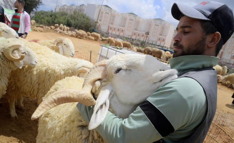 Marokko begeht Opferfest ohne Schlachttiere